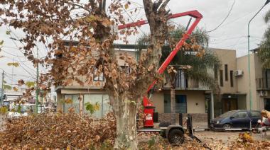 Trabajo de podas y reacondicionamiento en las calles de Roque Pérez