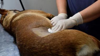 25 de Mayo: Bromatología castró más de mil perros y gatos