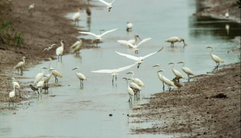 SENASA toma recaudos contra la gripe aviar
