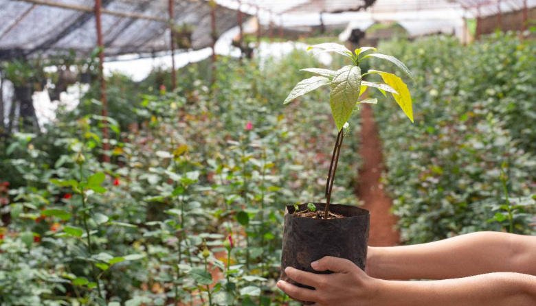 Se festeja "La noche de los viveros" en la ciudad de Bolívar