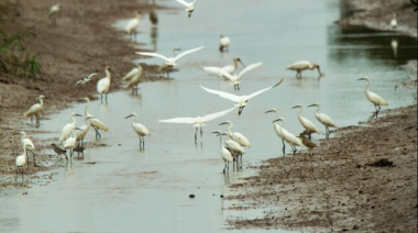 SENASA toma recaudos contra la gripe aviar