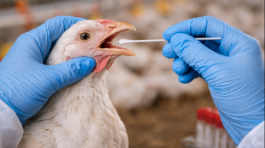 Confirman nuevos casos de gripe aviar en la provincia de Buenos Aires