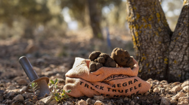 Trufas negras en Buenos Aires: dónde vivir la caza con perros truferos