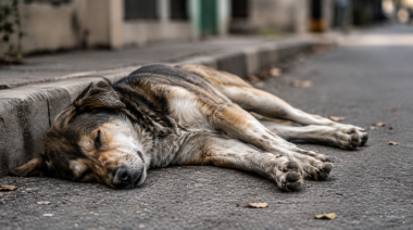 Más de 80 perros murieron envenenados en Bolívar y la investigación sigue abierta