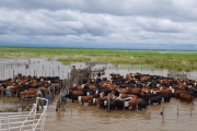 ARCA da alivio impositivo a productores bonaerenses afectados por inundaciones