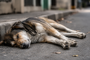 Más de 80 perros murieron envenenados en Bolívar y la investigación sigue abierta