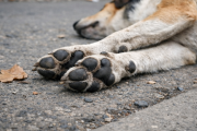 Bolívar: ofrecen $1.500.000 para esclarecer los envenenamientos de animales